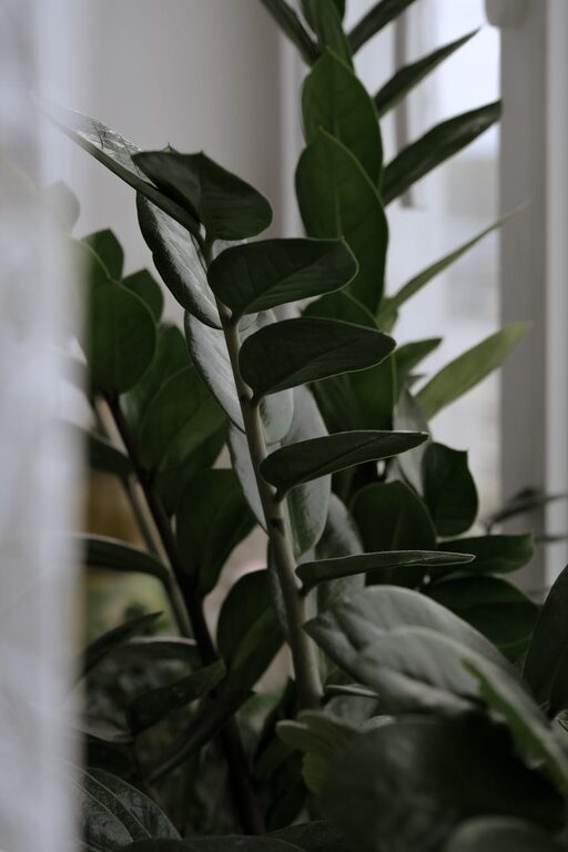 Cum să păstrezi plantele de interior sănătoase și să le faci să crească armonios